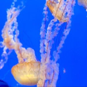 Meet your Posher, Masumi